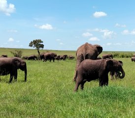 10 Tage Kombi-Budget-Safari in Kenia und Tansania - Photo 3