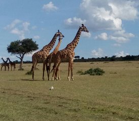 3 Tage Günstige Maasai Mara Safari in Kenia - Photo 3