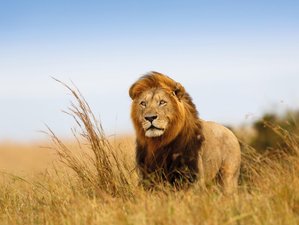 7 Day Wildlife Safari and Outdoor Activities in Mt. Kilimanjaro and National Parks in Kenya