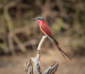 14 jours safari en Zambie dans les parcs nationaux de Kafue et du Bas-Zambèze, Zambie - Photo 3