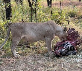 63 jours en stage de safari dans le parc national de Mikumi, Tanzanie - Photo 1
