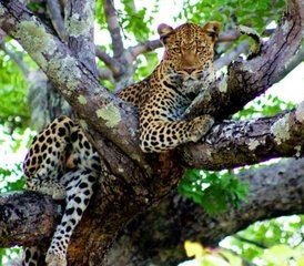 16 TageCamping-Safari im Kafue Nationalpark, Sambia - Photo 1