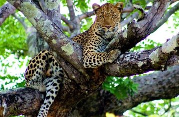 6-Daagse Kampeersafari in Kafue National Park, Zambia