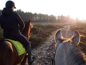 5 Day Horse Riding and Trail Package with Your Own Horse for Groups/Individuals, Wateren Netherlands