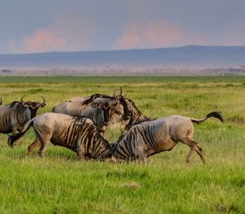 8 jours safari migration des gnous et saison des naissances en Tanzanie, Tanzanie - Photo 2