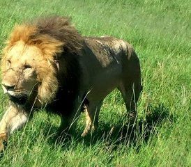 4 Tage Tansania Safari: Lake Manyara, Serengeti & Ngorongoro Krater - Photo 3