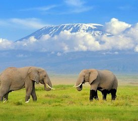 10 días de safari épico por la sabana en Masái Mara, Amboseli, el lago Nakuru y Samburu, Kenia - Photo 4