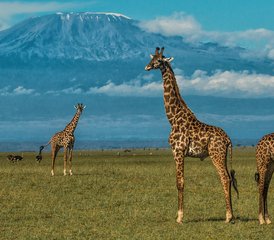 8 días de safari combinado en Kenia y Tanzania - Photo 3