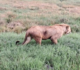 9 jours en stage d’incroyable circuit au Kenya et en Tanzanie - expérience de safari partagé - Photo 4