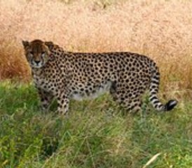 10 Tage Safari im mittleren Preissegment in Nord-Tansania - Photo 3