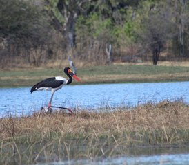 7-Daagse Chobe en Moremi Klassieke Safari in Botswana - Photo 5