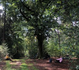 3 Tage Stille Yoga Retreat in der wunderschönen Natur auf der Veluwe - Photo 3
