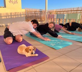 54 Tage Yoga-Retreat zwischen Meerblick und Welpenliebe – Zeit für dich in Peyia, Zypern - Photo 1