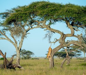 7 Tage Big Five Luxus-Lodge-Safari in Tansania - Photo 3
