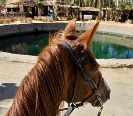 8 Day Sands and Saddles: Horses and Yoga Retreat Tour in Egypt - Photo 3