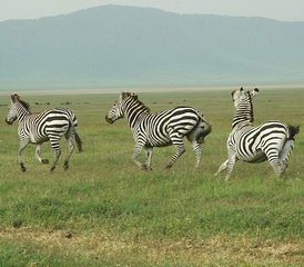 8 Tage Serengeti & Beyond: eine Tansania Safari in Tarangire, Lake Manyara und Ngorongoro Krater, Tansania  - Photo 4