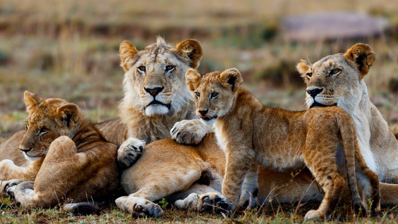 12 Day Uganda Safari with Gorilla Trekking