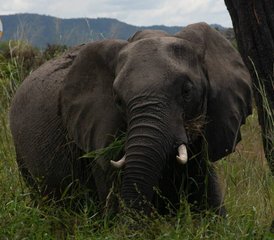 3 Tage Mikumi-Nationalpark-Safari in Tansania - Photo 4