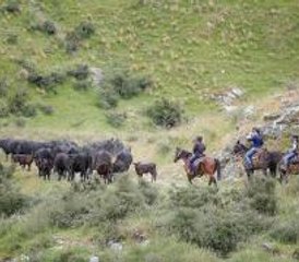 3 jours trek privé à cheval à Fairlie, MacKenzie, Nouvelle‑Zélande - Photo 5