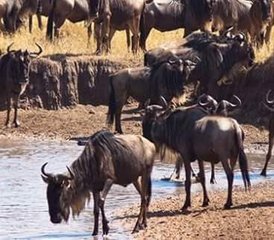 7-Daagse Beste van Kenia Budget Safari - Photo 2