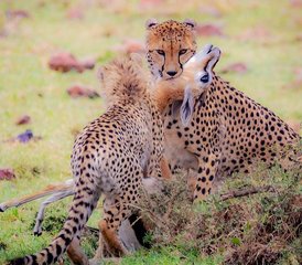 10 Tage Kenia-Rundreise mit Straßen- und Flugsafari sowie Strandaufenthalt - Photo 4