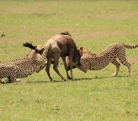 104-Daagse Groeps Kampeersafari in Masai Mara, Kenia - Photo 1