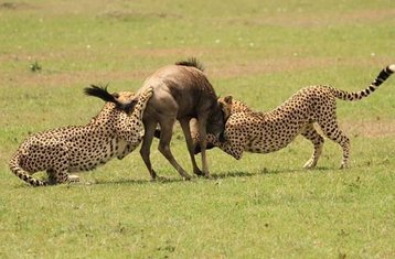 4 días de safari de acampada en grupo en Masái Mara, Kenia