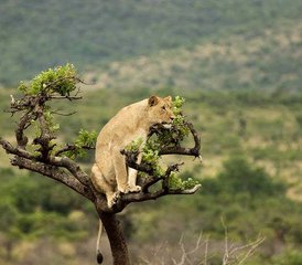 4 Day Masai Mara - Lake Nakuru Camping Safari in Kenya - Photo 2