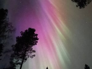 5 jours Expérience unique dans la forêt suédoise à Gävleborg, Suède