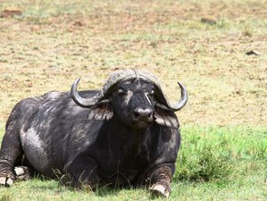 6 Day Amboseli, Naivasha and Masai Mara Safari in Kenya