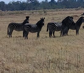 3-Daagse Okavango Delta Verkenningssafari in Botswana - Photo 2