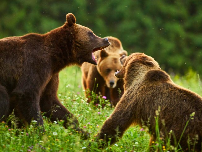 8 Days Wildlife Photography Tour in Romania - photo 3