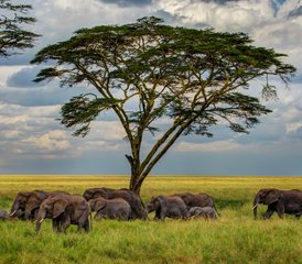 7 jours en stage de camping à Tarangire, Serengeti, cratère du Ngorongoro, Tanzanie - Photo 2