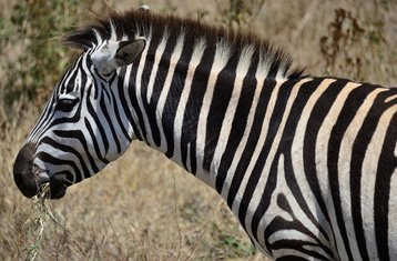 10-Daagse Fascinerende Tanzania Safari van Arusha naar Lake Natron en Terug