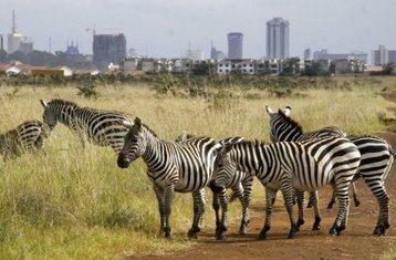 1-Daagse Niet-Residentiële Kenia Safari in Nairobi Nationaal Park en Andere Bezienswaardigheden
