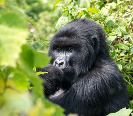 54 jours safari de trekking des gorilles de montagne au parc national des Volcans, Rwanda - Photo 1