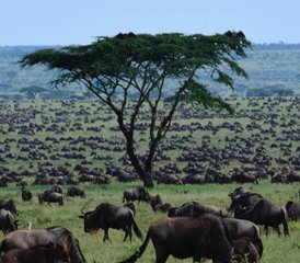 7 Tage Private Luxus-Lodge- und Migrationssafari in Tansania - Photo 2