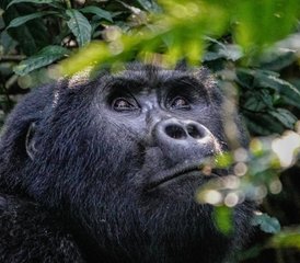 03 Tage Privater Gorilla-Trekking-Safari im Nationalpark Mgahinga, Uganda: Ideal für Kurze Aufenthalte und Erstbesucher - Photo 1
