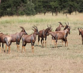 7 Day Big Five Budget Camping Safari in Tanzania's Serengeti, Ngorongoro Crater, and Lake Manyara - Photo 4