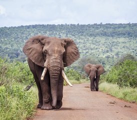 3 Tage Beste Natur-Safari im weltberühmten Kruger-Nationalpark ab Kapstadt, Südafrika - Photo 3