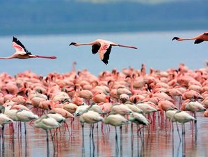 6 Days Maasai Mara, Lake Nakuru, and Amboseli National Parks Safari in Kenya