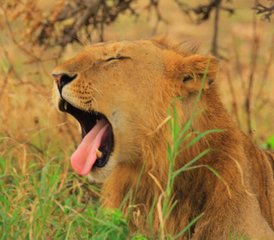 3 Day Budget Great Migration Safari Holiday in Maasai Mara National Reserve, Kenya - Photo 5