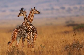 7-Daagse Budget Groepssafari naar Maasai Mara, Lake Nakuru, Naivasha en Amboseli in Kenia