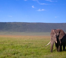 25-Daagse Kampeersafari in de Prachtige Serengeti en Ngorongoro Crater, Tanzania - Photo 1