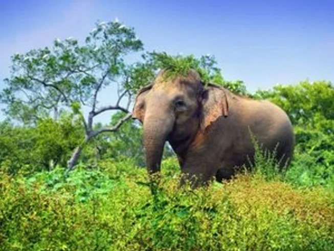 12 Day The Rider of Sri Lanka Mountains to Beach Guided Motorcycle Tour photo 9