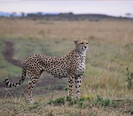 7 Tage Aufregende Wildtier-Road-Safari in Kenia  - Photo 5
