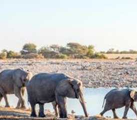 6 días de safari de camping por lo mejor de Etosha, Swakopmund y Sossusvlei en Namibia - Photo 4