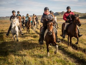 7 Day Breath of the Highlands Horse Riding Holiday with Free Running Herds in North Iceland