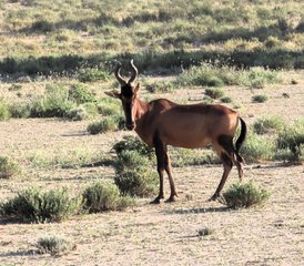 25 jours safari en autotour 4x4 au parc transfrontalier de Kgalagadi, Afrique du Sud - Photo 1