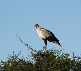 4 Tage Ngorongoro-Krater, Lake Manyara und Tarangire-Nationalpark Safari in Tansania - Photo 2